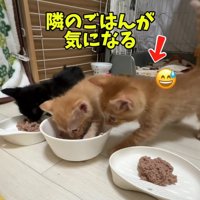 隣の子猫に近づく子猫