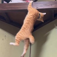 片手で支える猫