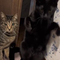 慌てた様子の2匹の猫