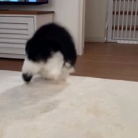 背中を向けながら絨毯の上のゴミに飛びつく猫