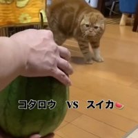 飼い主が持っているスイカを警戒しながら見つめる茶トラ猫