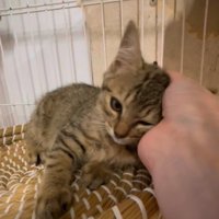 甘える子猫