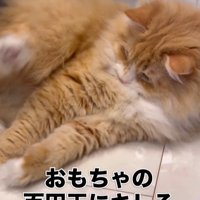 暴れる猫