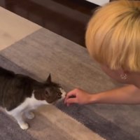 男性の手の匂いを嗅ぎながら男性の顔を見つめる猫