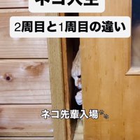 引き戸を開ける茶トラ猫