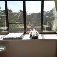 部屋に入り込む日差しとへそ天する猫（庭の風景入り）
