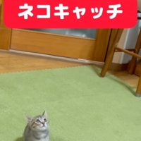 飼い主の手を見つめる子猫