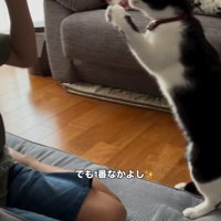 男の子と遊ぶ猫