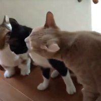 ハチワレ猫の顔に鼻を寄せて匂いを嗅ぐキジ白猫