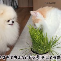 夢中すぎて
