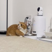 給餌器の前で待つマンチカン