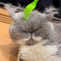 毛がほわほわな猫