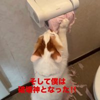 トイレットペーパーを破る猫