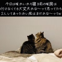 エアコンを見つめる2匹のキジトラ猫