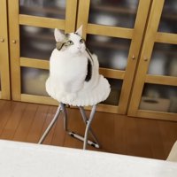 白い椅子の上で人を見上げる猫