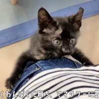 飼い主にのぼる子猫
