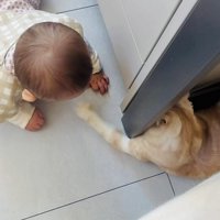 赤ちゃんに手を伸ばすスコティッシュフォールド