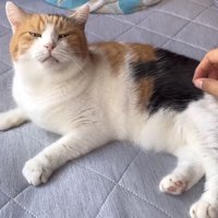 夏のベッド写真