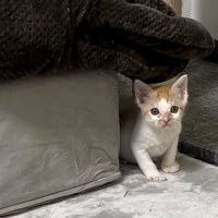 陰からこちらを覗く猫