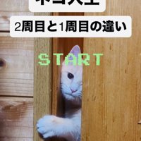 引き戸を開けようとするクリーム茶トラ猫