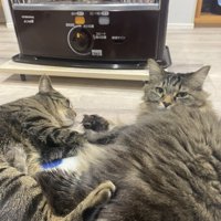 床に寝そべる2匹