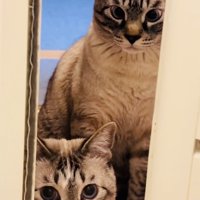 ママのお風呂待ちをする2匹のシャムミックス