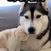 犬の顔にスリスリする猫