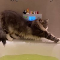 湯船の縁で伸びをする猫