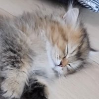 爆睡した子猫のアップ