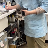獣医に抱っこされる子猫