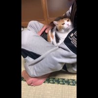 膝の上でポンポン