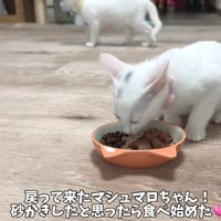 ご飯を食べ始める猫