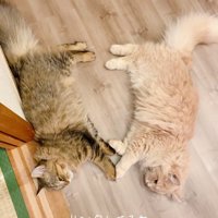 同じポーズで横になる猫たち