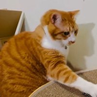 猫と鳥のおもちゃ