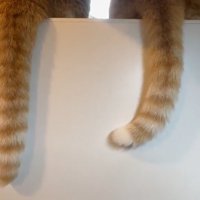 左にシッポを動かす