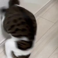 3度目の前転をする猫