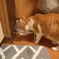 水を飲む猫