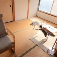 白猫さんに飛び掛かるキジ白さんと、ジャンプで避ける白猫さん（画像右中央）