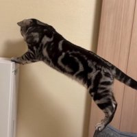 向こうを向く猫1