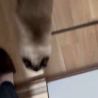飼い主の足元をすり抜けてキッチンから出て行く猫