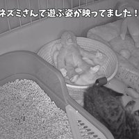 「ネズミさんで遊ぶ...」のテロップ写真