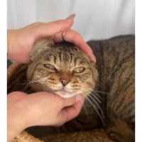 室内にいる猫