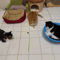 室内にいる猫たち