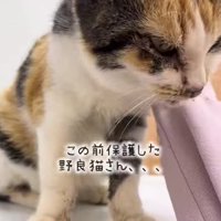 保護された子猫