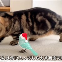 鳥のおもちゃの前を通り過ぎるキジトラ猫