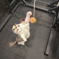 おもちゃで遊ぶ猫