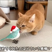 鳥のおもちゃを舐める茶トラ猫