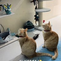 座ってテレビを見る猫