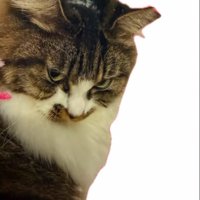 保護猫カフェの掲載写真