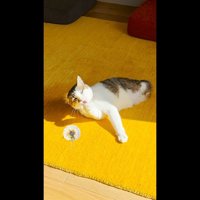 綿毛とペロペロ